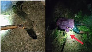 big snakehead fish hunting