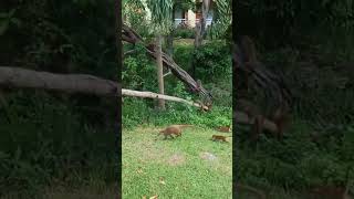 Family of Coati(nasua narica) in the hotel Gran bahia principe #rivieramaya #cancun #mexico #animal