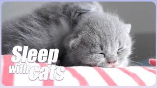 Relaxing Music for Cats | Music Sleep | Relaxing Music | Stress relief relaxation