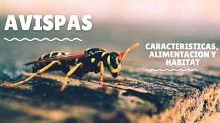 AVISPAS ( CARACTERSITICAS, ALIMENTACION Y HABITAT )...