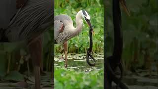 Crane Vs Snake Eating Video #animaltheater #crane #Snake