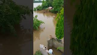 Kati bijok Cha Badi le garda #shorts #short #shortvideos #badikhabar #badi #havyrainfall