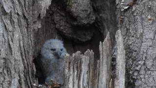 Great Horned Owl and Owlets - Geneva, IL 04/18/2017