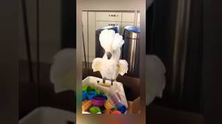 The Funniest Laughing Cockatoo #parrots #birds #asmr