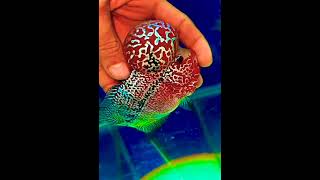 flowerhorn fish#shorts #feeding #flowerhorn