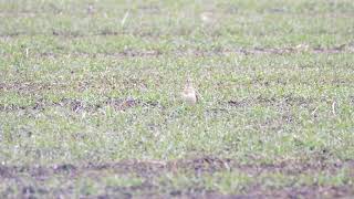 Gesang der Feldlerche #Vogelbeobachtung #Vogelstimme