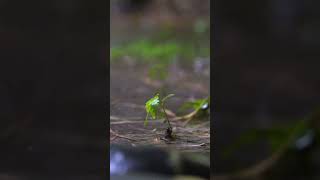 Long Shot of Tiny Plant In Rain Storm