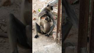 Mother monkey save her child #shortvideo #monkey #funny #cute  @goodguideinfo9667