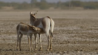 #loveinthewild Wild Ass #motherchildbond  | Asiatic Wild Ass in #rannofkutch