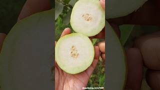 Fruits farming 🍐🥝🍎🥑🍏 #seasonal #fruitfarming #fruitharvest #satisfying @gardening_lover7469