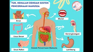 Video Pembelajaran Sistem Pencernaan Manusia Kelas V SD - Video Pembelajaran dengan Canva Edu