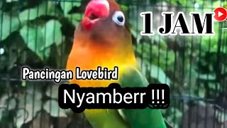 Suara Lovebird NGEKEK PANJANG, TERAPI AMPUH Atasi Lovebird MACET BISU Agar Cepat Gacor