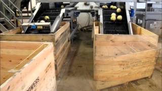 Tong Celeriac Washing & Grading