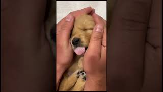 #shortvideos #dog #belinha #pets #puppy