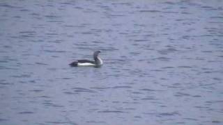 Plongeon arctique ( Gavia arctica )_Lac du Der (France)