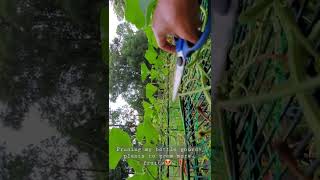 Pruning my bottle gourd plant to produce more fruits 😍