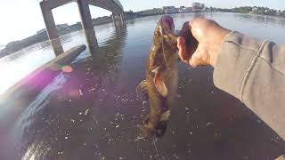 camo flathead.... Bank Fishing...... Ohio,River  Cincinnati downtown