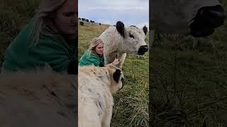 paddock petting #cowlover #adopt&visit