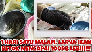 1X24 JAM LARVA/BURAYAK IKAM BETOK BERTEBARAN PENUH DI TEMPAT PEMIJAHAN!!!