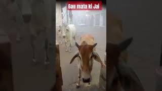 Gau mata ke darshan se sab rog door || jai Gau mata || #youtube #jai ma # short #@pdrp806