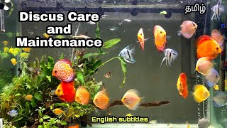 Discus Care & Maintainance | Complete Tips for Beginners | Aquapets & farm