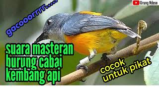 Suara Masteran Burung Cabai Kembang Api Gacor