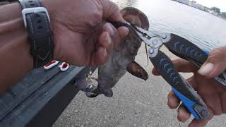 camouflage Flathead (Ohio river)