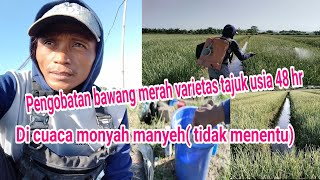 pengobatan bawang merah di usia 48 hr, di cuaca& kondisi lingkungan yang di obrak abrik