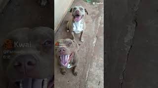 a dupla mais linda 😍😍#seinscreva #pitbull