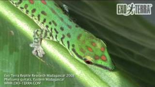 Exo Terra - Madagascar: Phelsuma guttata