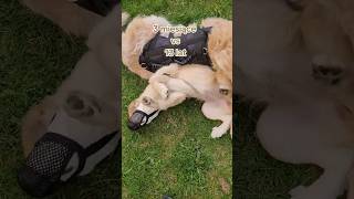 3 miesiące vs 13 lat Golden Retriever #goldenretriever