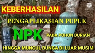 KEBERHASILAN MEMBUNGAKAN POHON DURIAN DI LUAR MUSIM