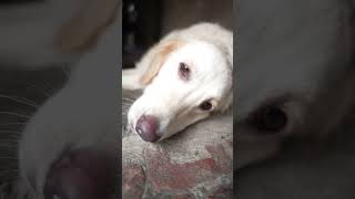 My Sweet Cute Dog #shots #shorts #viral