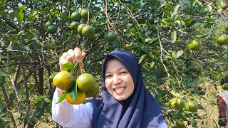 KEBUN JERUK MBAH PETROK YANG LAGI VIRAL DI SRAGEN PENGUJUNG BISA PETIK SENDIRI