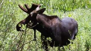 Moose in Alta Ski resort, Wasatch mountains, Utah, July 2013