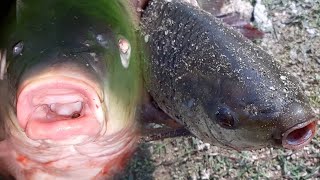 Awesome fishing technique | asian fish rohu fishing indian fishing #wildybrothers