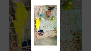 Budgie bird #shorts #viralvideo #bird #nafeespigeon