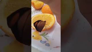 MARIPOSA COMIENDO NARANJA 🍊#shorts.