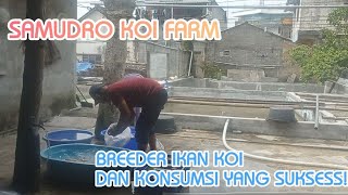 SAMUDRO KOI FARM BLITAR, BREEDER IKAN KOI DAN IKAN KONSUMSI YANG SUKSESS!!! (PART I)