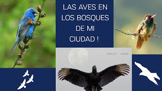 AVES DE TIERRAS ALTAS | AVISTANDO AVES POR SOLOLÁ |