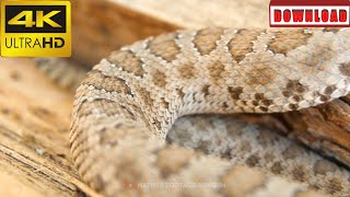 🎁4K Desert great basin rattlesnake on log | DAILY NATURE FOOTAGE