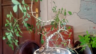 membuat bonsai kemuning lokal | murraya paniculata