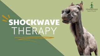 Horse Shockwave Therapy with Dr. Monty McInturff