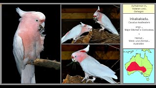 Papageienartige Vögel in Australien, Indonesien, Ozeanien_Bildershow