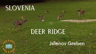 DEER RIDGE Slovenia