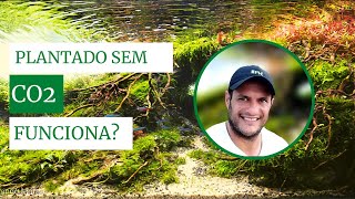 Aquário Plantado Sem CO2 Funciona? | Para que serve o Co2 no Aquário Plantado