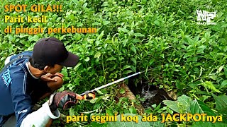 GOKILLL !!! Spot mancing di parit kecil ada JACKPOTnya BRO #microfishing #mancingnila #mancingnilem