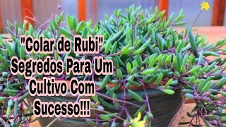 Suculenta Colar De Rubi # Segredos Para Um Cultivo Com Sucesso!!!