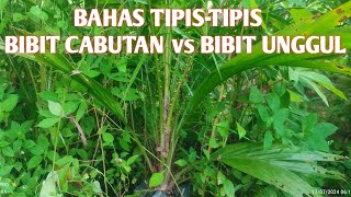 Bibit asli vs bibit cabutan