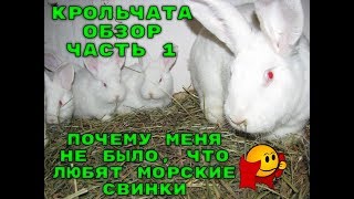 МЫ ВЕРНУЛИСЬ, НОВОСТИ, КРОЛЬЧАТА!